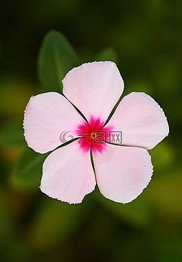 花卉,性質(zhì),宏