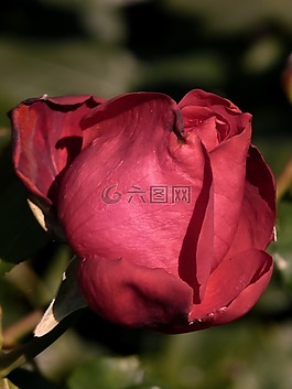 玫瑰,關(guān)閉,紅色