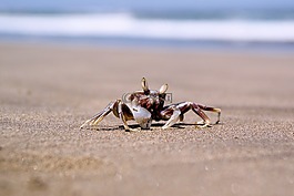 蟹,海,海洋
