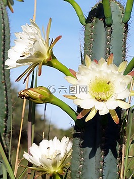 pricly梨花,野花,國家