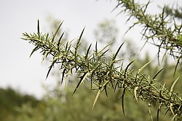 性質(zhì),植物,草坪