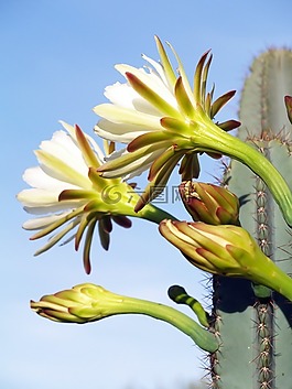 pricley梨花,自然,野花