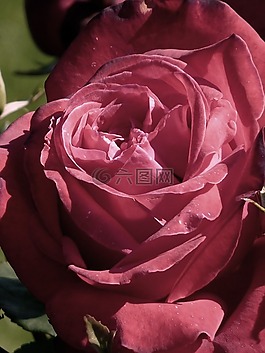 玫瑰,紅色,花