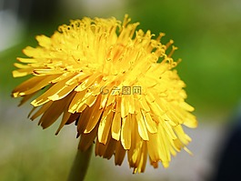 蒲公英,植物區(qū)系,花園
