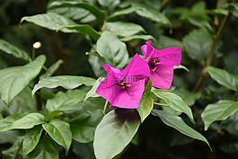 性質(zhì),葉,植物