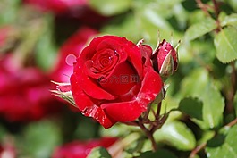 玫瑰,紅色,芽