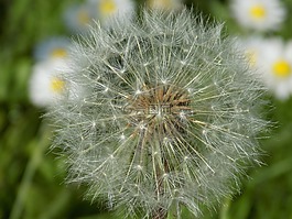 蒲公英,種子,全