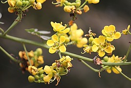 花,黃色,黃色的花