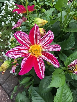 花,粉紅色,花園