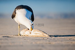 海鷗喂一條魚的,肖像,海鳥