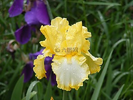 黄色,鸢尾花,自然