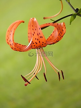 花,老虎莉莉,盛开