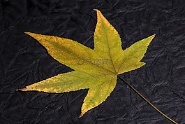葉子,樹葉的葉,秋天的落葉