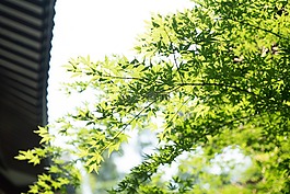 植物,綠色,屋檐