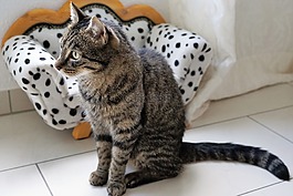 貓,虎,動物