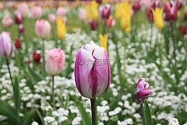 郁金香,花,春天