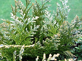 針葉樹,布什,長春