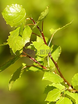 葉子,科,綠色