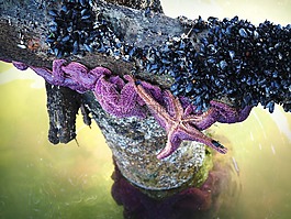 明星,魚(yú),海星