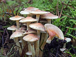蘑菇,森林,森林蘑菇