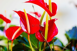 花,紅色的,性質(zhì)