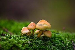 真菌,蘑菇,大自然