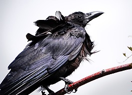 烏鴉,自然,鳥