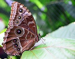 蓝色 morphofalter,形态 peleides,蝴蝶的翅膀
