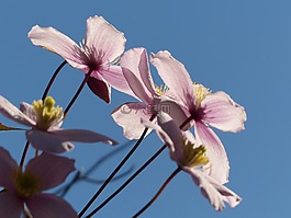 開花,粉紅色,花
