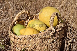 檸檬,檸檬豐收,收獲