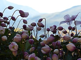 芽,粉紅色,花