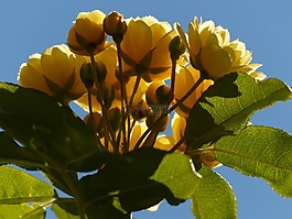 玫瑰,鮮花,黃色