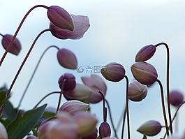 芽,粉紅色,花