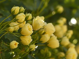 玫瑰,鮮花,黃色