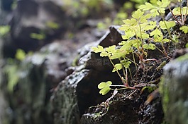 墙,黑,特里尔