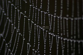 蛛網(wǎng),露水,水滴