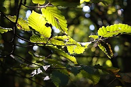 lellaf,秋,葉子