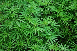葉子,大麻,茂盛