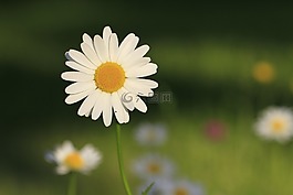 雛菊,花,白