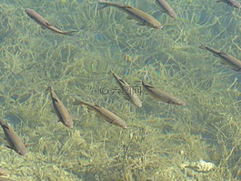 魚,魚群,動物