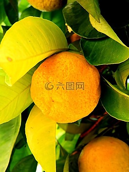 檸檬,橙,普通話