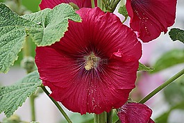 花,紅色,紅花