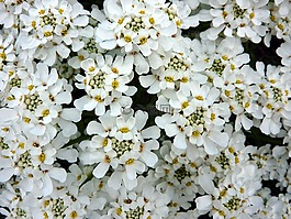 花,白,開花