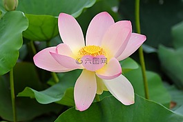 花,睡蓮,性質(zhì)