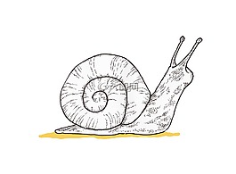 蝸牛,插圖,繪圖