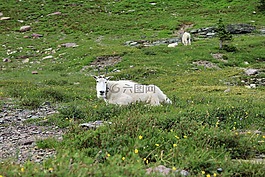 山羊,動(dòng)物,山