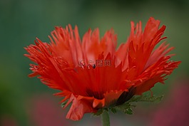 罌粟花,關(guān)閉,紅色