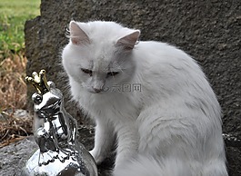 貓,寵物,動物
