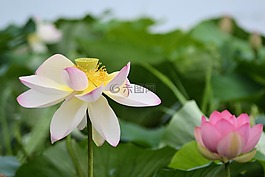 睡蓮,花,性質(zhì)