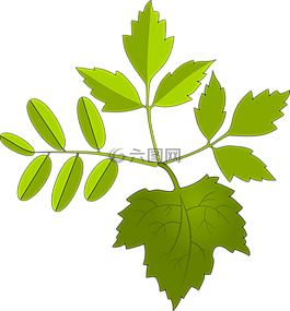葉子,綠色,自然